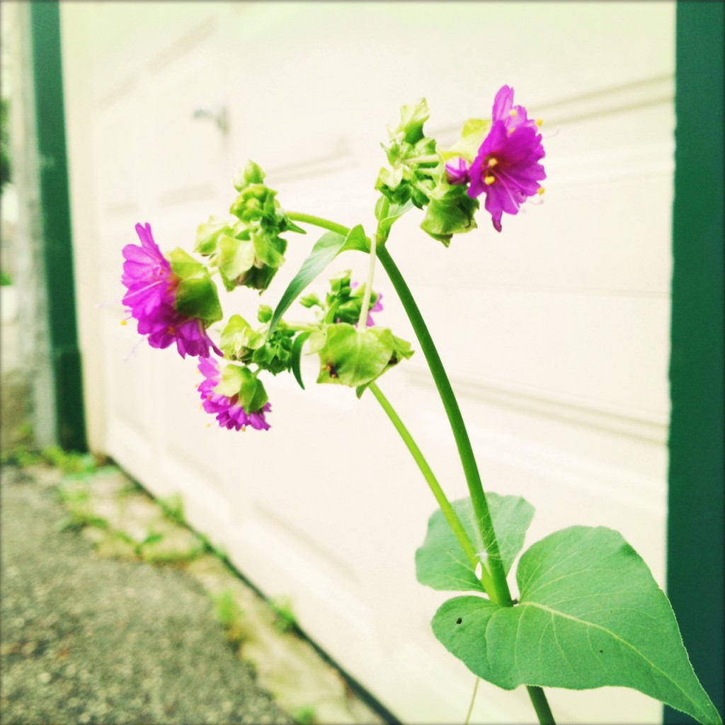 garage flower