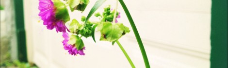 Flower of July